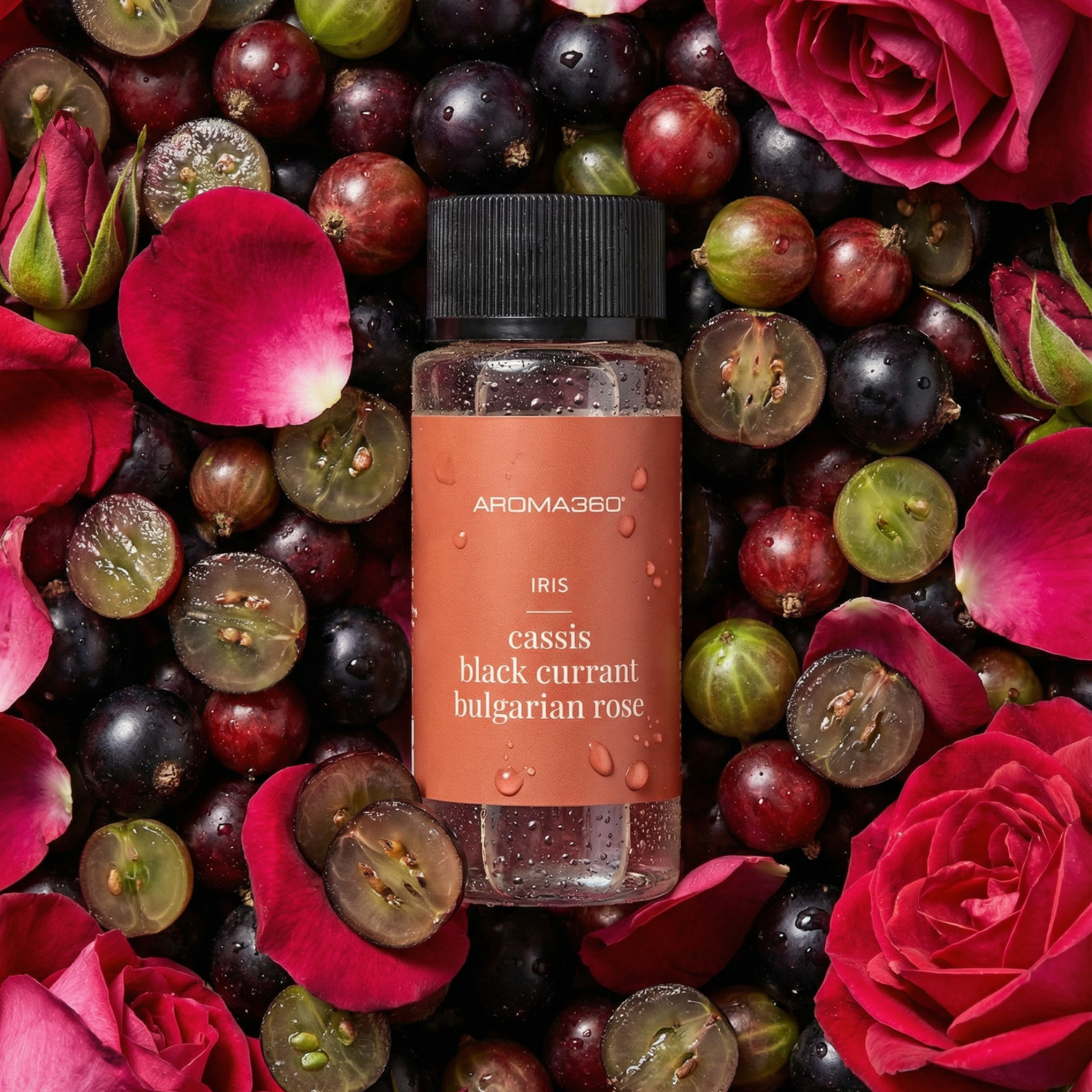 Iris Rose Black Currant Cassis